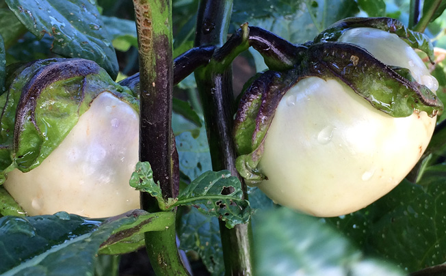 Beach Park 茅ヶ崎