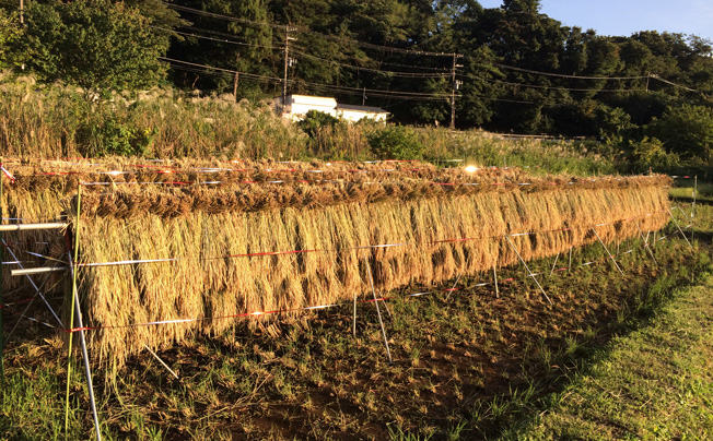Beach Park 茅ヶ崎