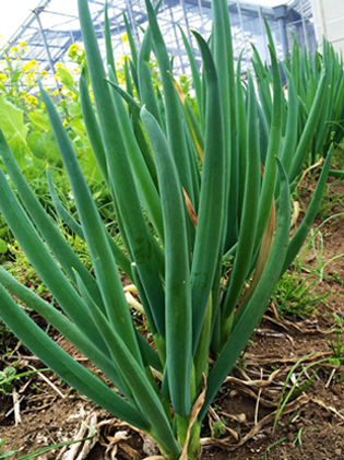 Beach Park 茅ヶ崎