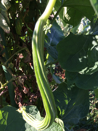 Beach Park 茅ヶ崎