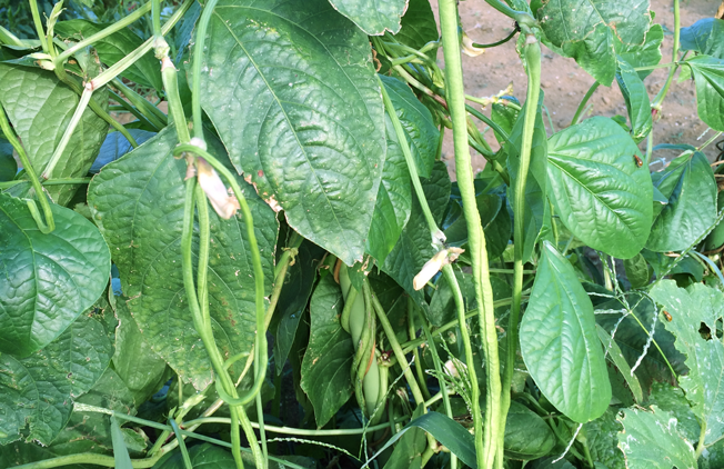 Beach Park 茅ヶ崎